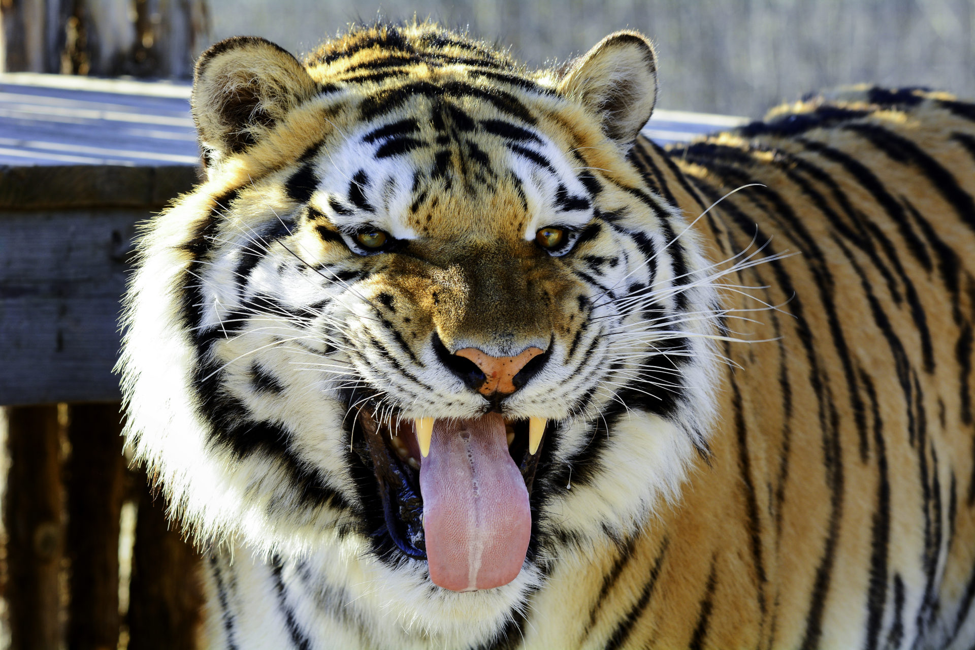 National Tiger Sanctuary | a permanent home for exotic and domestic animals